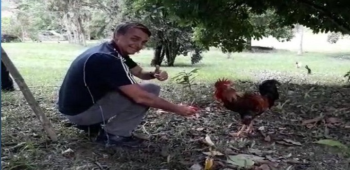 Policiais civis da 105ª DP (Petrópolis) prenderam nesta tarde um homem acusado de matar o vizinho após ouvir reclamações sobre um galo que aprendeu a cantar a palavra "Bolsonaro".