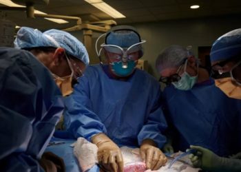 Transplante de rim de porco geneticamente modificado não causou rejeição no corpo humano; método experimental será estudado para outros fins médicos