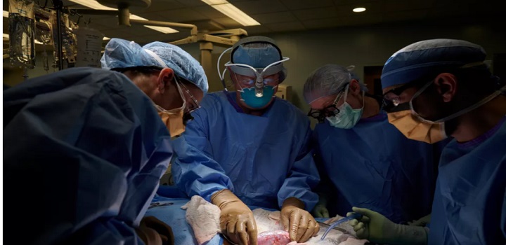 Transplante de rim de porco geneticamente modificado não causou rejeição no corpo humano; método experimental será estudado para outros fins médicos