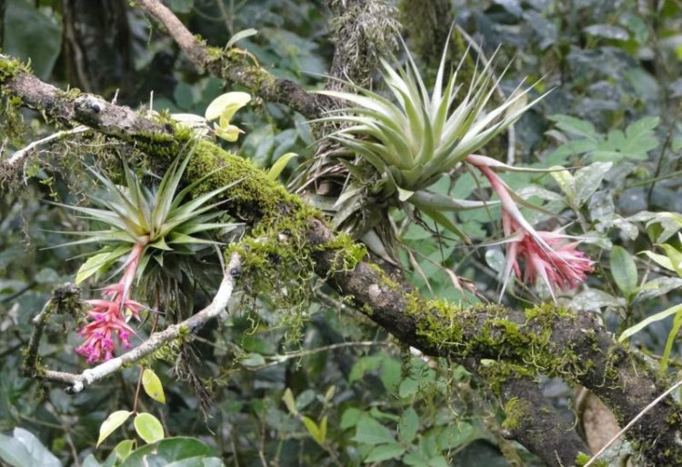 Espécies nativas de regiões serranas da Mata Atlântica estão entre as mais visadas por colecionadores (Foto: Rosangela Tardivo-Jardim Botanico do RJ)
