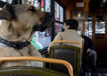 O vira-latas Boji tornou-se uma celebridade nas ruas de Istambul.