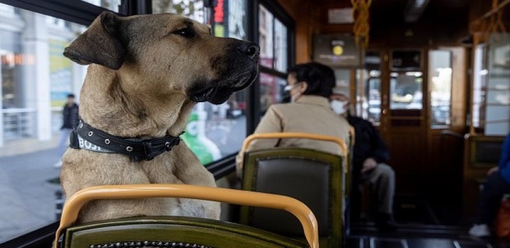 O vira-latas Boji tornou-se uma celebridade nas ruas de Istambul.
