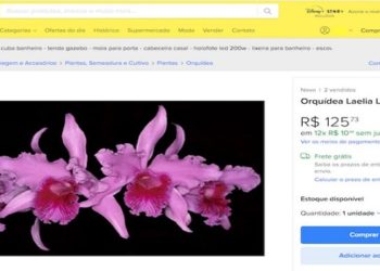 Plantas que foram quase extintas de seus habitats por causa da extração predatória e do contrabando abundam em posts de colecionadores e vendedores, que as oferecem por valores que chegam à casa dos R$ 150 mil.
