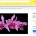 Plantas que foram quase extintas de seus habitats por causa da extração predatória e do contrabando abundam em posts de colecionadores e vendedores, que as oferecem por valores que chegam à casa dos R$ 150 mil.