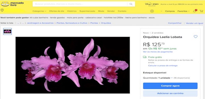 Plantas que foram quase extintas de seus habitats por causa da extração predatória e do contrabando abundam em posts de colecionadores e vendedores, que as oferecem por valores que chegam à casa dos R$ 150 mil.