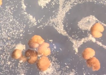 Formados a partir das células-tronco de uma espécie de rã africana (Xenopus laevis), da qual leva o nome, os xenobots têm menos de um milímetro de largura