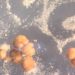 Formados a partir das células-tronco de uma espécie de rã africana (Xenopus laevis), da qual leva o nome, os xenobots têm menos de um milímetro de largura