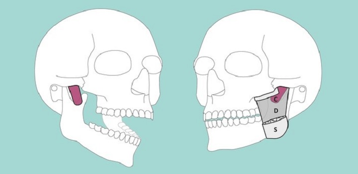 Nova parte do corpo humano é descoberta por cientistas suíços