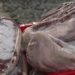 Dois criminosos foram presos em flagrante depois de roubarem mais de 100 kg de picanha avaliadas em cerca de R$ 30 mil de um açougue no Centro de São Paulo