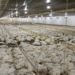 morte de aves após granja ficar sem energia