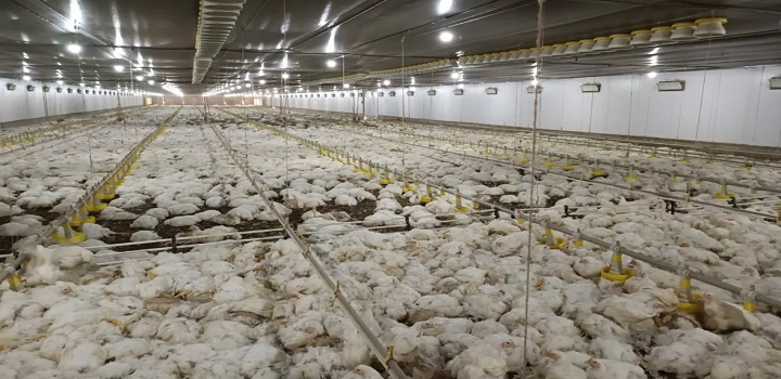 morte de aves após granja ficar sem energia