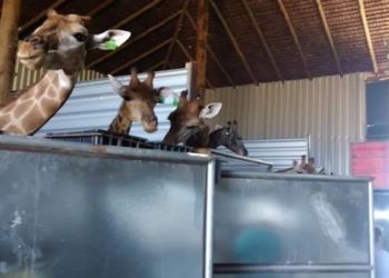 Polícia Federal prende dois homens e apreende 15 girafas em resort no Rio de Janeiro Segundo investigadores, animais eram vítimas de maus-tratos. Local é o mesmo onde 3 girafas morreram no ano passado
