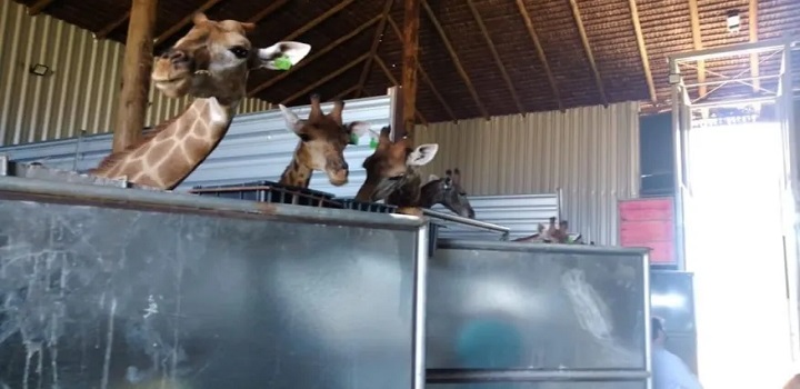 Polícia Federal prende dois homens e apreende 15 girafas em resort no Rio de Janeiro Segundo investigadores, animais eram vítimas de maus-tratos. Local é o mesmo onde 3 girafas morreram no ano passado