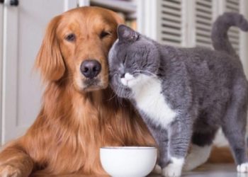 No ano passado, a inflação dos animais de estimação superou a dos humanos. Os preços dos alimentos para animais domésticos subiram, em média, 23,7%, quase o triplo da alta registrada pela comida consumida no domicílio (8,24%)