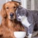 No ano passado, a inflação dos animais de estimação superou a dos humanos. Os preços dos alimentos para animais domésticos subiram, em média, 23,7%, quase o triplo da alta registrada pela comida consumida no domicílio (8,24%)