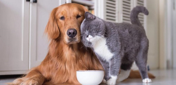 No ano passado, a inflação dos animais de estimação superou a dos humanos. Os preços dos alimentos para animais domésticos subiram, em média, 23,7%, quase o triplo da alta registrada pela comida consumida no domicílio (8,24%)