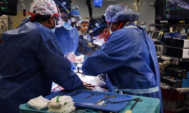 Operação inédita transplantou coração de porco geneticamente modificado para um homem nos EUA Foto: Faculdade de Medicina da Universidade de Maryland