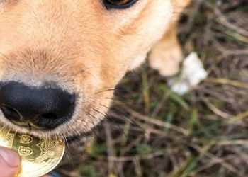 Cachorro Bitcoin adotado em cURITIBA