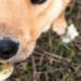 Cachorro Bitcoin adotado em cURITIBA