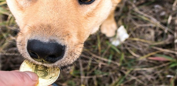 Cachorro Bitcoin adotado em cURITIBA