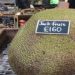 Jaca custa mais de 1000 reais na Inglaterra