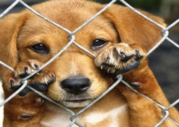 Feira de adoção de animais será realizada neste fim de semana em Campos, no RJ Ação será neste sábado, das 11h às 17, e no domingo, das 14h às 17h, no Boulevard Shopping.