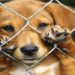 Feira de adoção de animais será realizada neste fim de semana em Campos, no RJ Ação será neste sábado, das 11h às 17, e no domingo, das 14h às 17h, no Boulevard Shopping.