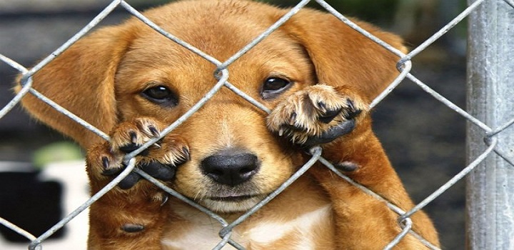 Feira de adoção de animais será realizada neste fim de semana em Campos, no RJ Ação será neste sábado, das 11h às 17, e no domingo, das 14h às 17h, no Boulevard Shopping.