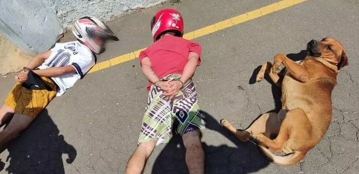 Cão deita ao lado de suspeitos durante abordagem policial no Paraná, e foto viraliza
