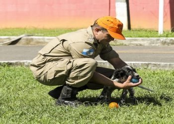 Bombeiros do RJ recebem novos cães