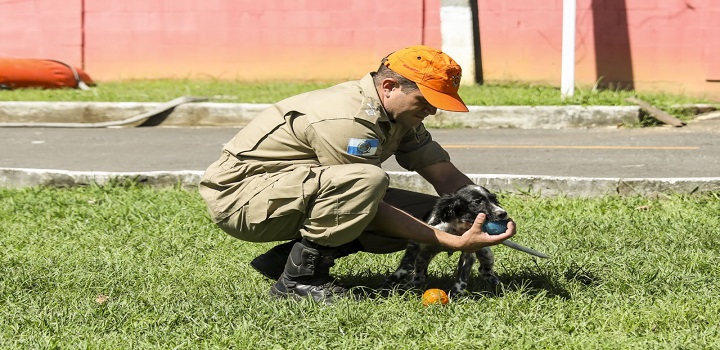 Bombeiros do RJ recebem novos cães