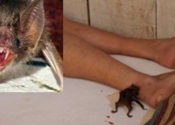 Adolescente morre de raiva humana em MG