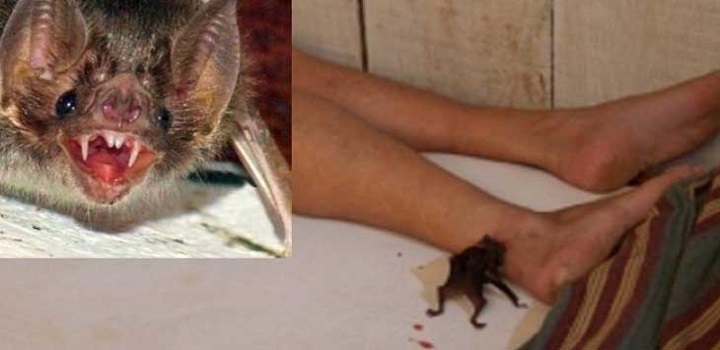 Adolescente morre de raiva humana em MG