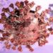 OMICRON XE: VARIANTE MAIS CONTAGIOSA DO CORONAVIRUS