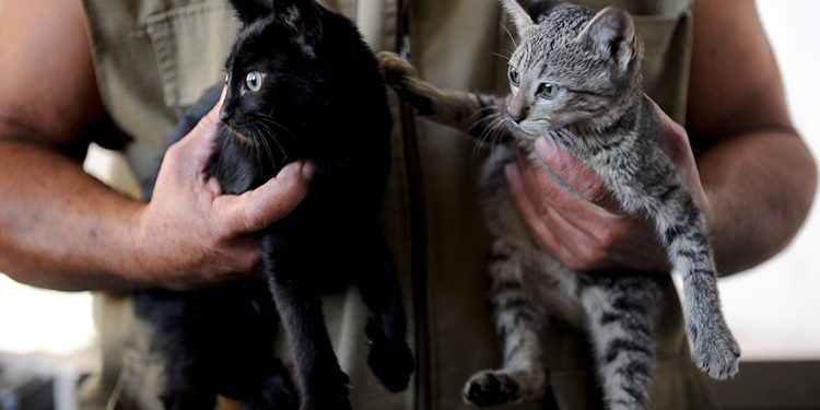 Campos-RJ: denúncia de genocídio de felinos por envenenamento