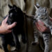 Campos-RJ: denúncia de genocídio de felinos por envenenamento