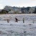 Onda de frio: RS tem sensação de -20ºC e SP tem a madrugada mais fria do ano