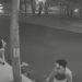 Veja vídeo que mostra ataque de rotweiller que pulou de carro a mulher