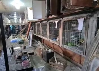 Saiba sobre a Clínica veterinária em Vila Velha que matava animais