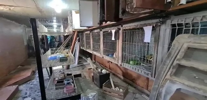 Saiba sobre a Clínica veterinária em Vila Velha que matava animais