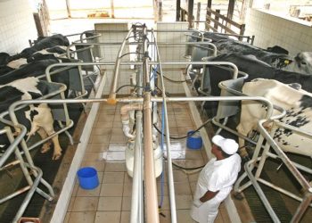 A expectativa do grupo é que a planta industrial seja inaugurada no último trimestre deste ano