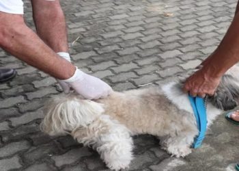 Vacinação antirrábica em são joão da barra