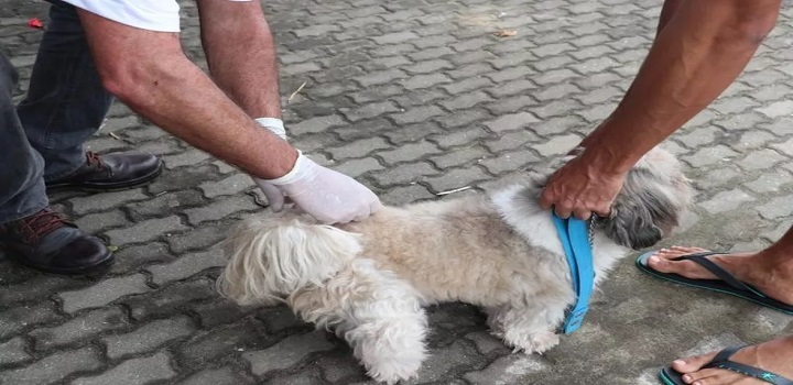 Vacinação antirrábica em são joão da barra