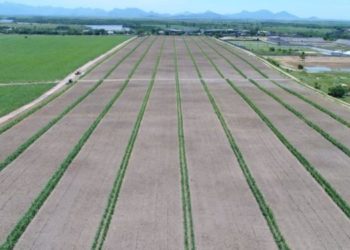 Uma nova prática de plantio pode ajudar os produtores de cana do Norte Fluminense a diminuir os custos do cultivo da lavoura e driblar os efeitos da seca. É a chamada Meiosi (Método Inter-rotacional Ocorrendo Simultaneamente), que intercala o plantio da cana com outra cultura de ciclo rápido.