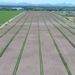 Uma nova prática de plantio pode ajudar os produtores de cana do Norte Fluminense a diminuir os custos do cultivo da lavoura e driblar os efeitos da seca. É a chamada Meiosi (Método Inter-rotacional Ocorrendo Simultaneamente), que intercala o plantio da cana com outra cultura de ciclo rápido.
