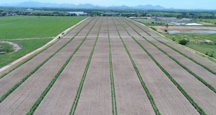 Uma nova prática de plantio pode ajudar os produtores de cana do Norte Fluminense a diminuir os custos do cultivo da lavoura e driblar os efeitos da seca. É a chamada Meiosi (Método Inter-rotacional Ocorrendo Simultaneamente), que intercala o plantio da cana com outra cultura de ciclo rápido.