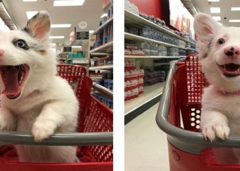 Cães em supermercados