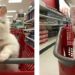 Cães em supermercados