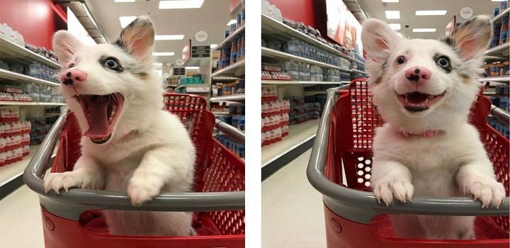 Cães em supermercados