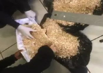 familia encontra serragem em caixao de bebe